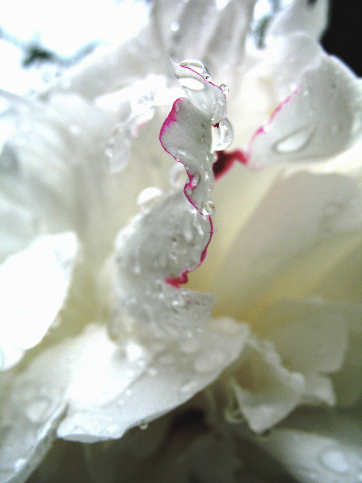 01-052-mhi-4.5 Blüte (Foto: Manfred Hiersemann)