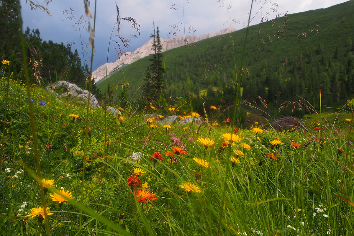 02-Almwiese-AK-5.5 Almwiese (Foto: Andreas Kuhrt)