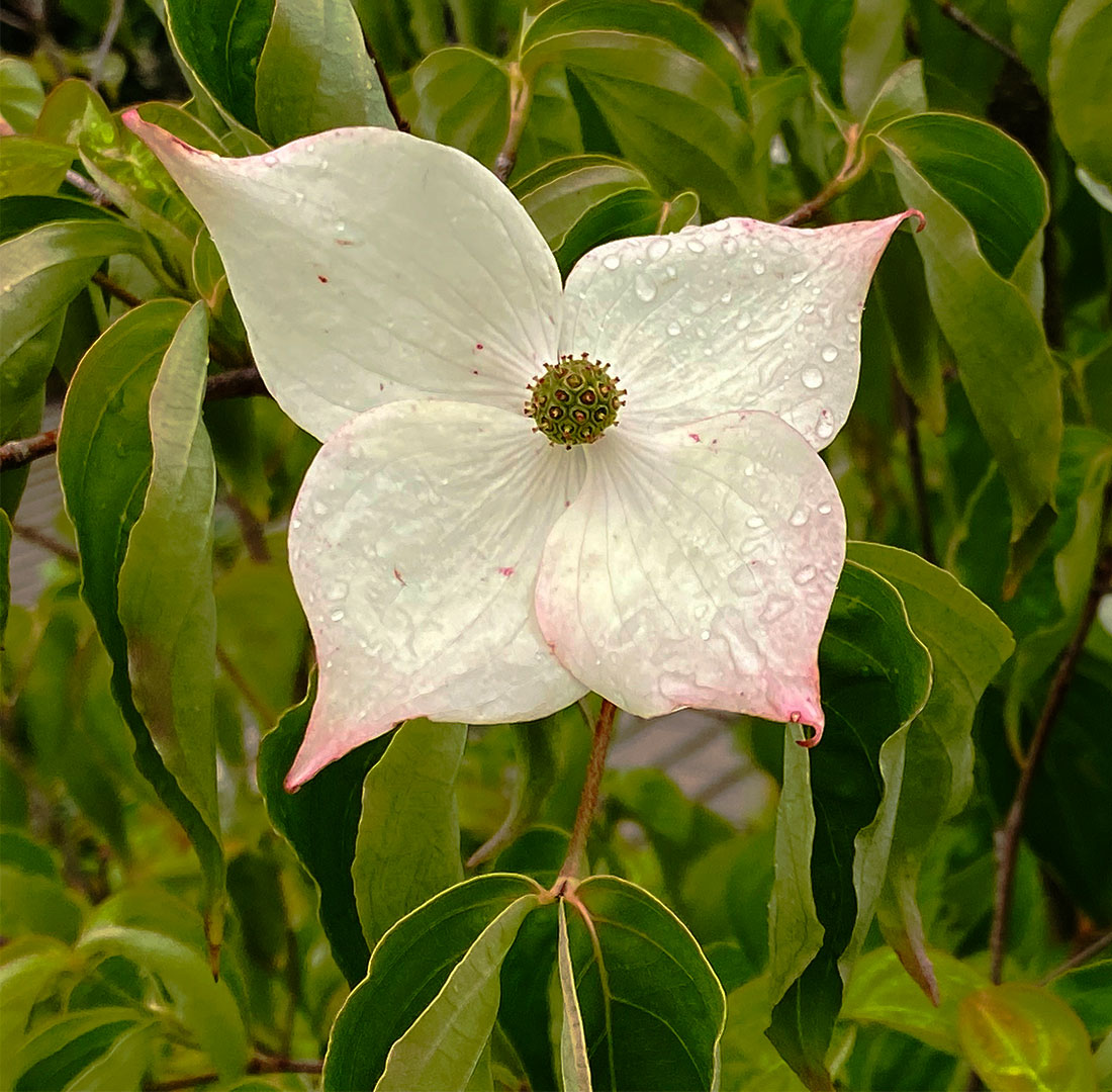 Corona-Blüte (Foto: Manuela Hahnebach)