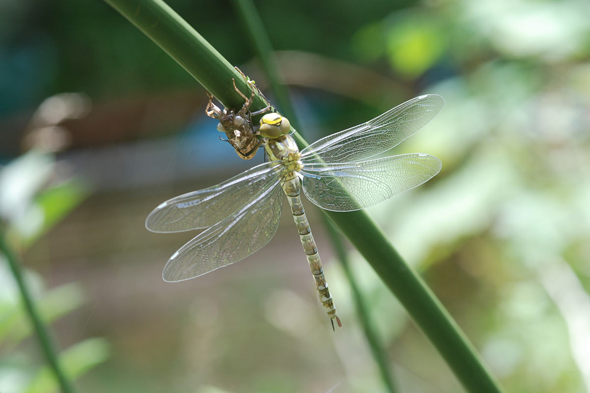 Libelle (Foto: Manfred Hiersemann)