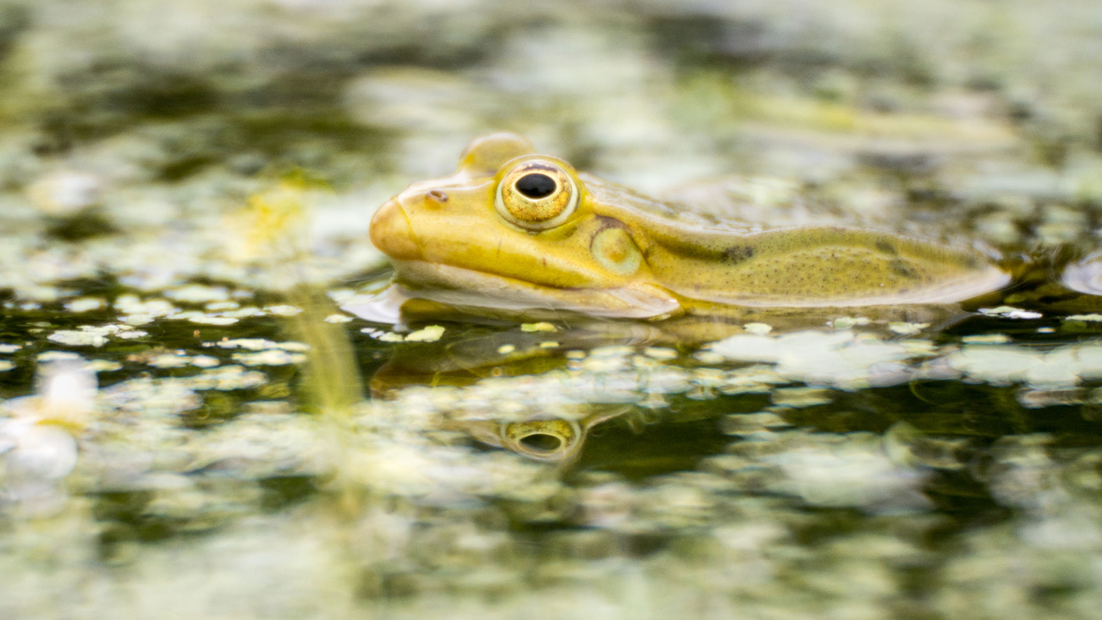 Doppelblick (Foto: Uli Pfeufer)