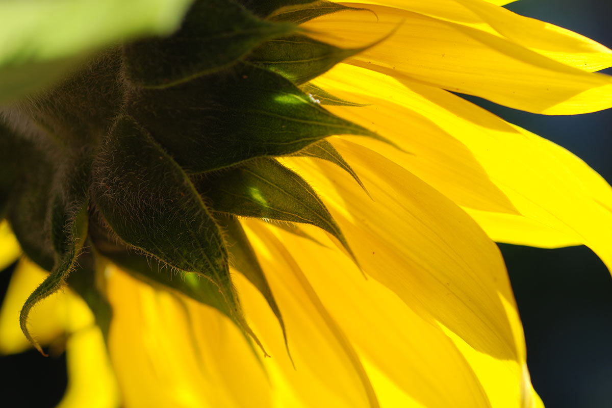 Sonnenblume (Foto: Manfred Hiersemann)