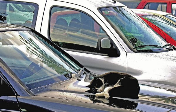 Schlummerplatz kanarischer Art (Foto: Karl-Heinz Richter)