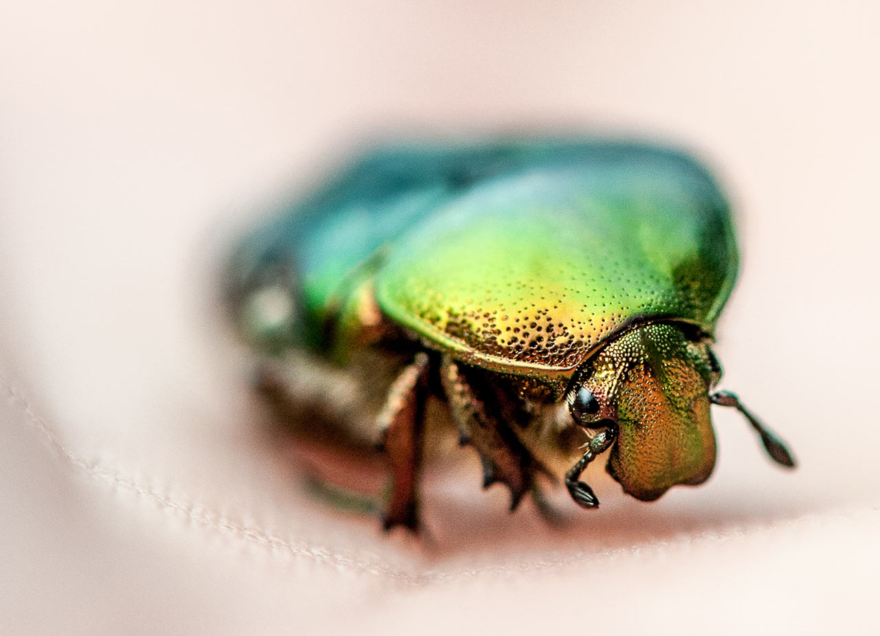 06-exot-zu-gast-upf-7.25-3 Exot zu Gast (Foto: Uli Pfeufer)