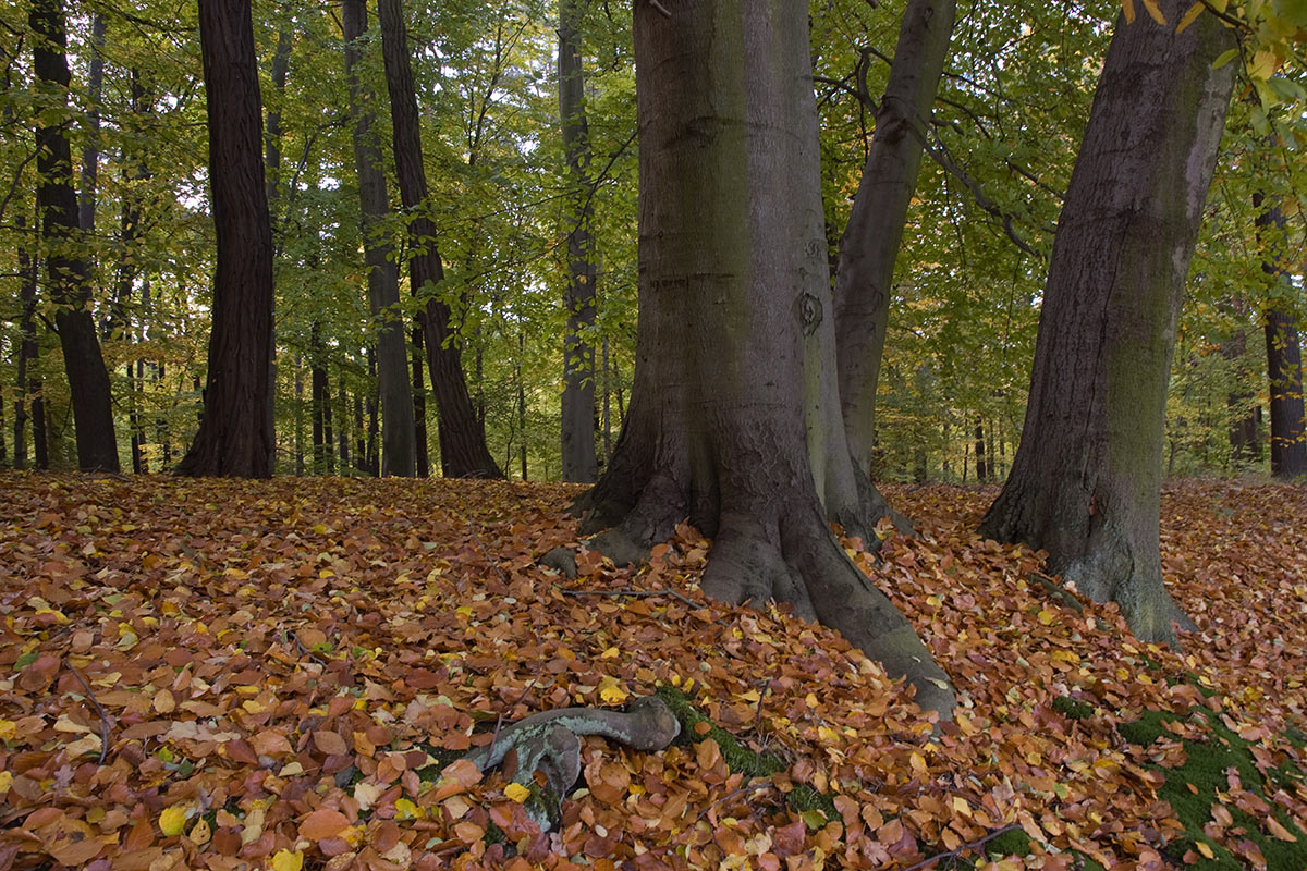 07_2008-10-18_1221-24ute-zohles_13 Fürst-Pückler-Park Bad Muskau (Foto: Ute Zohles)