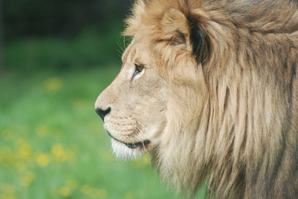 Der Chef (Foto: Günter Giese)