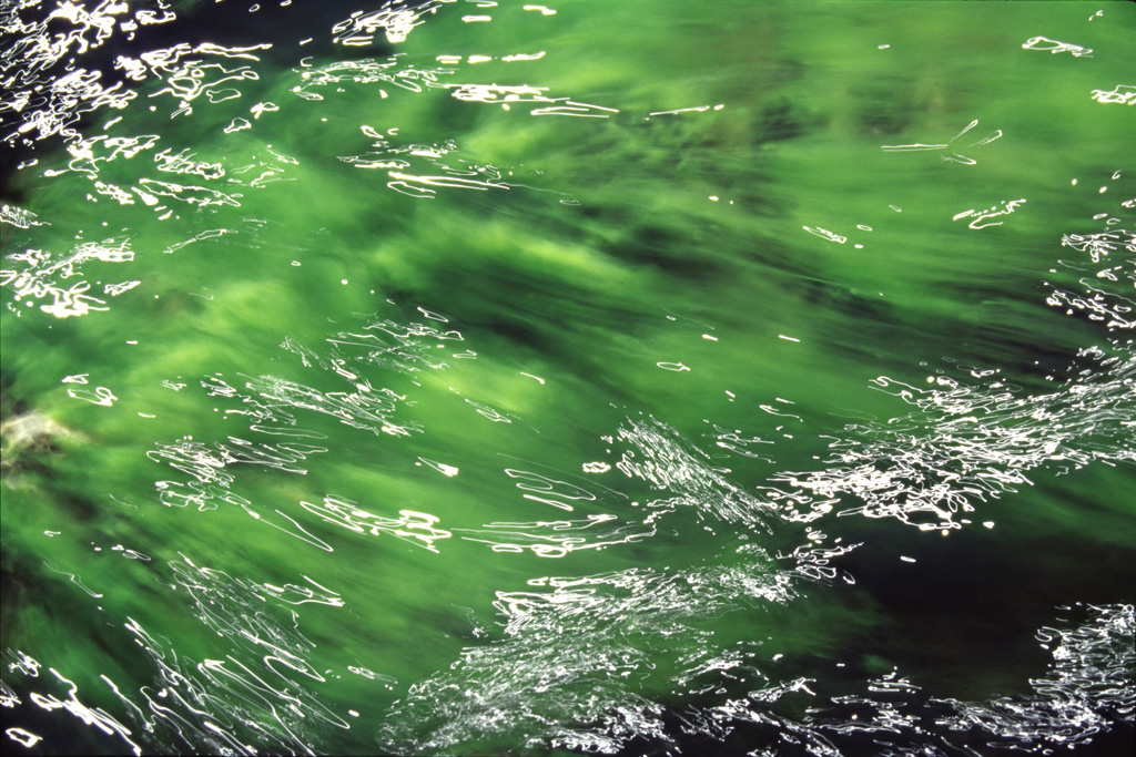 Algen (Foto: Ines Koch)