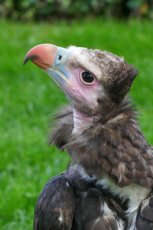 11-hols-der-Geier-rok-6.66 Hol's der Geier (Foto: Roland Kastner)