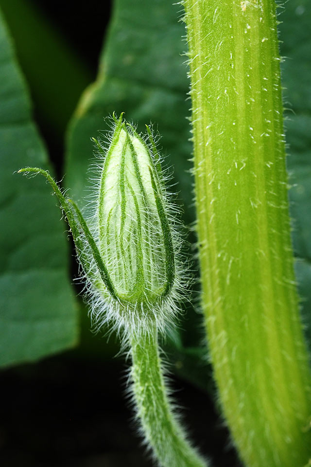 15-kuerbis-bluete-mh-6.66 Kürbisblüte (Foto: Manuela Hahnebach)