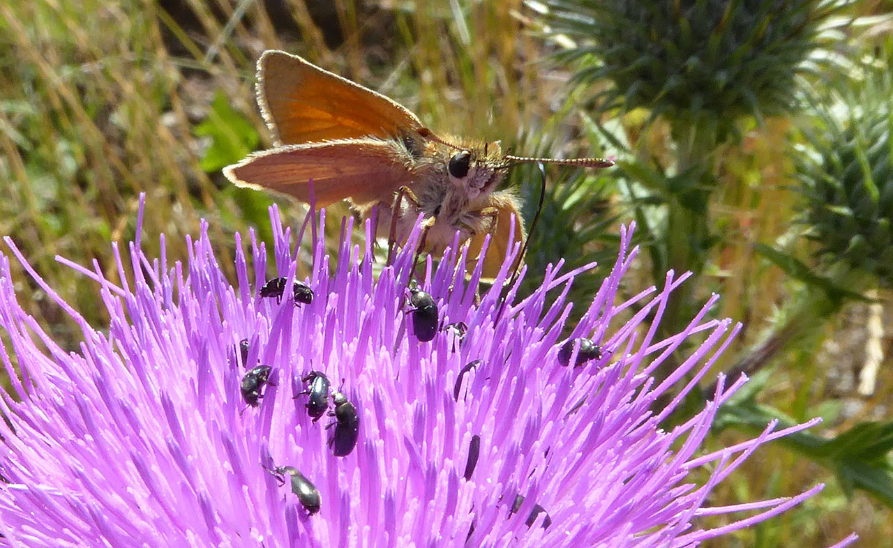 16-lebensraum-P1070215-mhi-5 Lebensraum (Foto: Manfred Hiersemann)