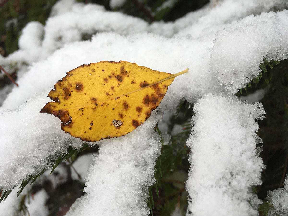 Schneeblatt (Foto: Manuela Hahnebach)