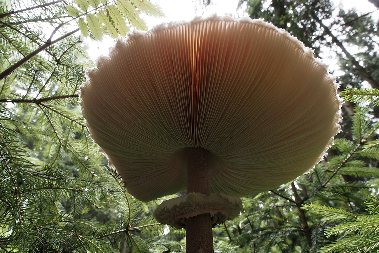 20-Schneckenperspektive-ak-6 Schneckenperspektive (Foto: Andreas Kuhrt)