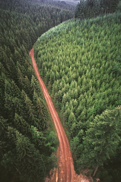 Waldautobahn (Foto: Tilo Bössel)