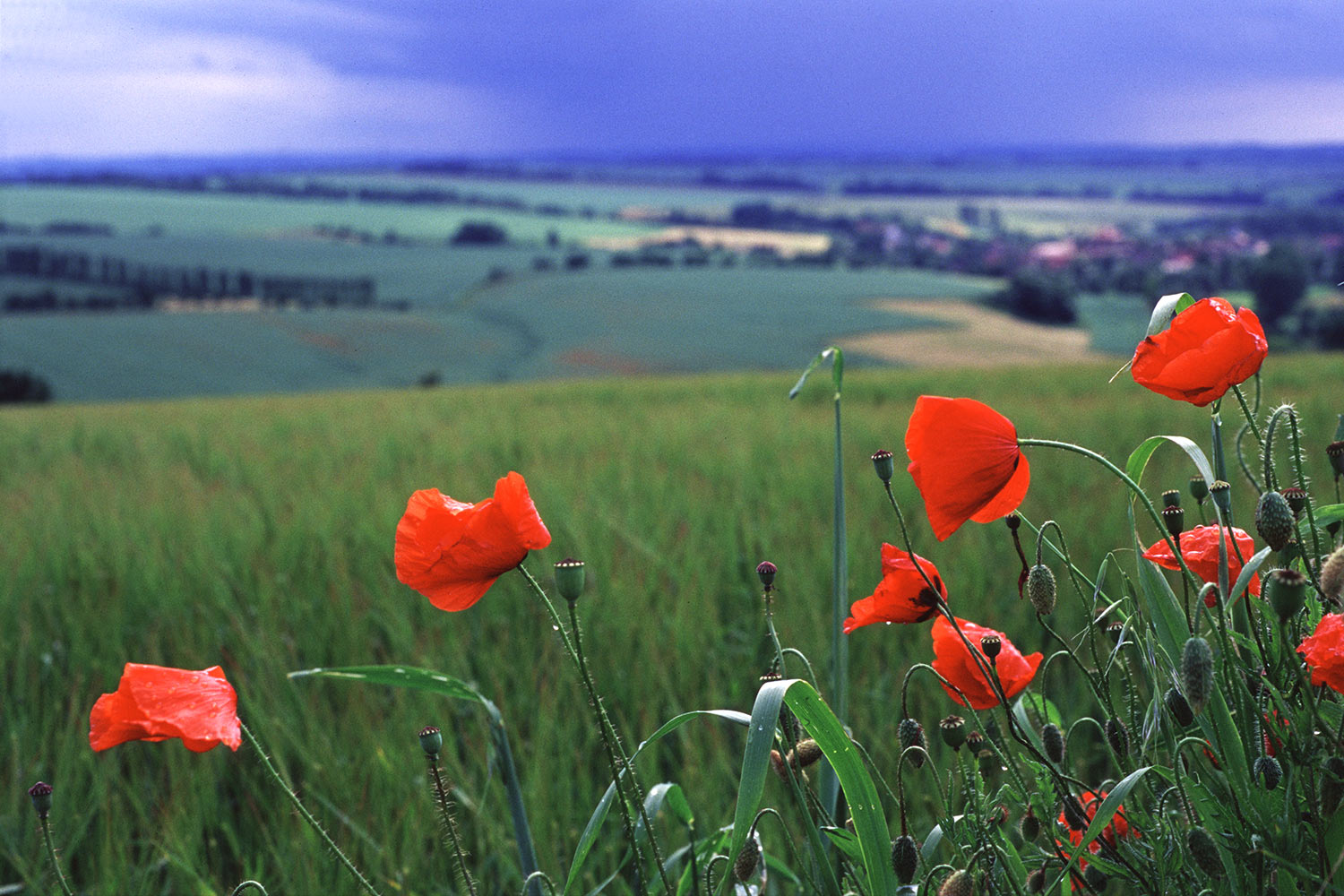 2005-mohn-bei-auerstedt-083276-mh Mohn bei Auerstedt (Foto: Manuela Hahnebach)