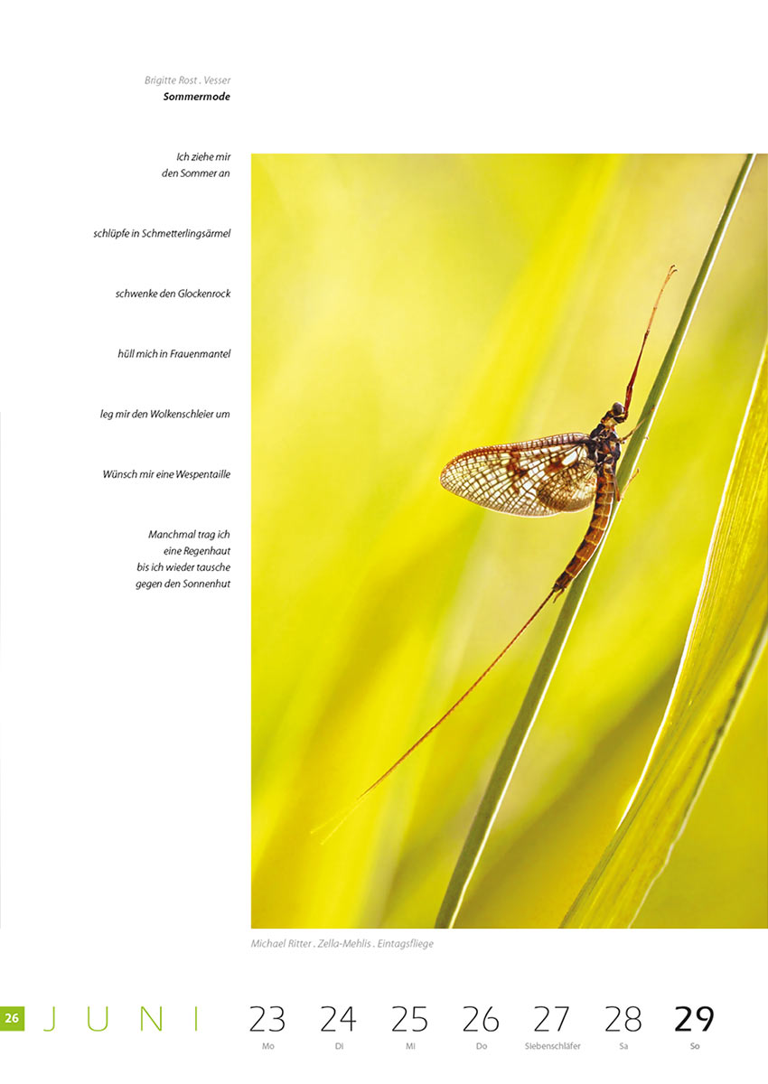 2007-Literaturkalender-Thueringer-Ansichten-2008-26 Sommermode (Text: Brigitte Rost) | Eintagsfliege (Foto: Michael Ritter) . Literaturkalender Thüringer Ansichten 2008