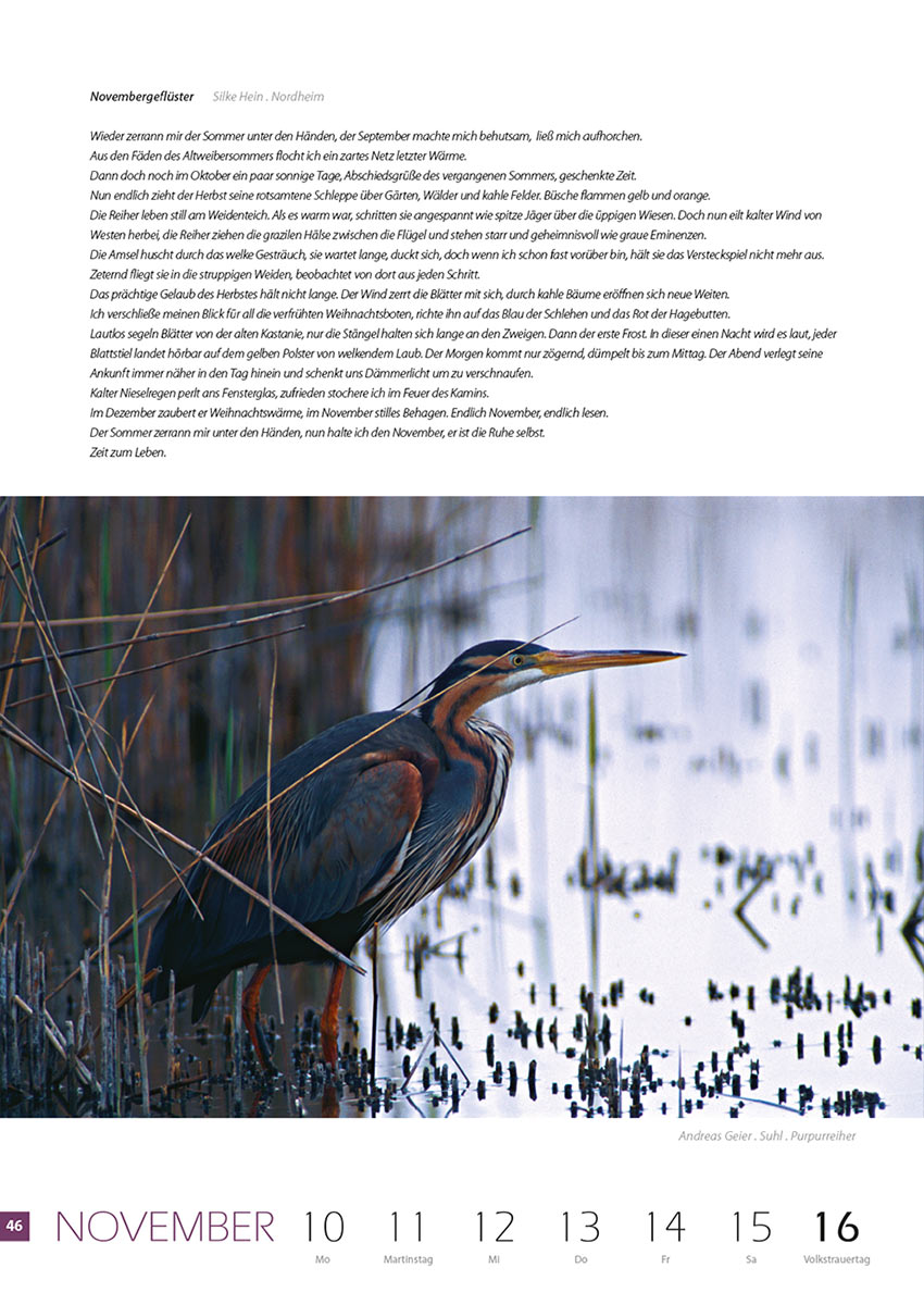 2007-Literaturkalender-Thueringer-Ansichten-2008-46 Novembergeflüster (Text: Silke Hein) | Purpurreiher (Foto: Andreas Geier) . Literaturkalender Thüringer Ansichten 2008