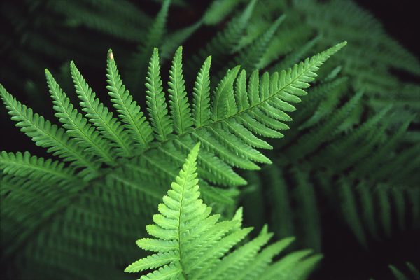 Farnspitzen (Foto: Andreas Kuhrt)