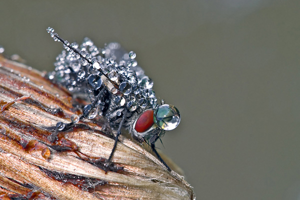 Taufliege (Foto: Michael Ritter)