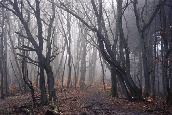 Nebelwald (Foto: Andreas Kuhrt)
