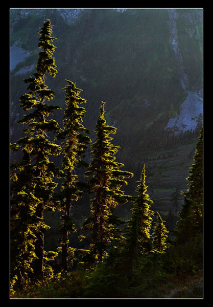 Wald (Foto: Frank Hausdörfer)