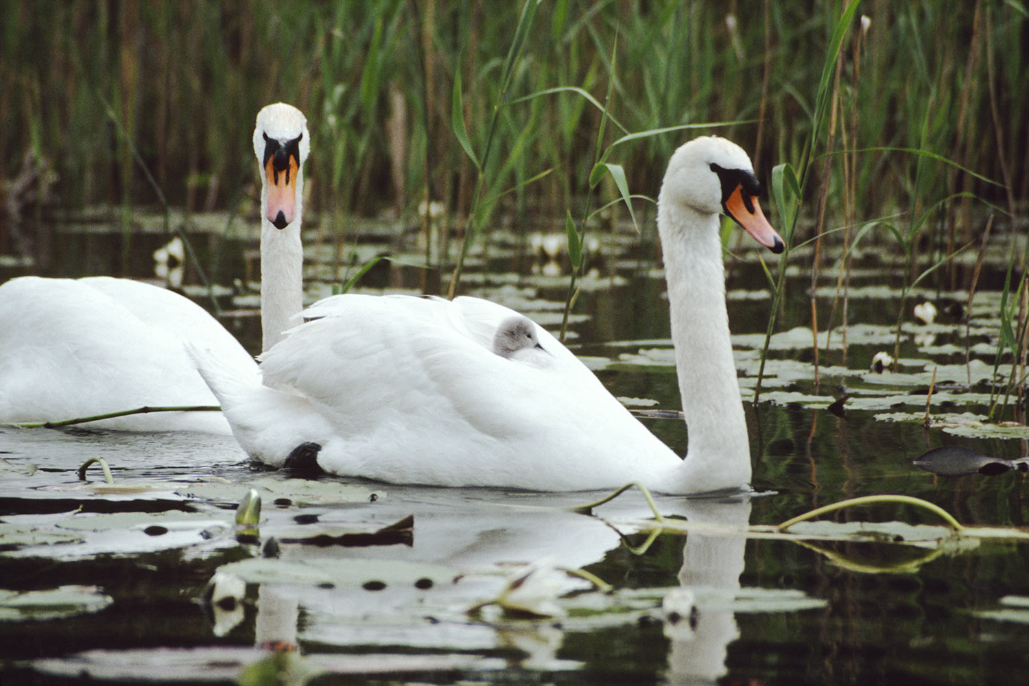 2009-03-drei-schwaene-pz-1 Drei Schwäne (Foto: Peter Zastrow)