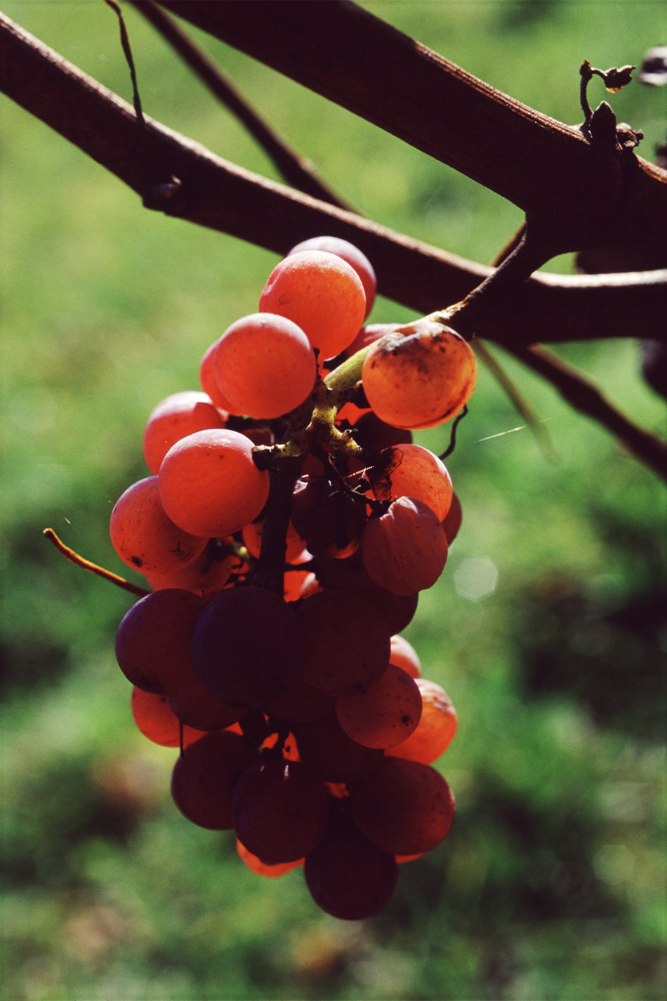 2009-03-zz01-3-roteweintraube-mh-1 Serie: Wein 3 - Rote Weintraube (Foto: Manuela Hahnebach)