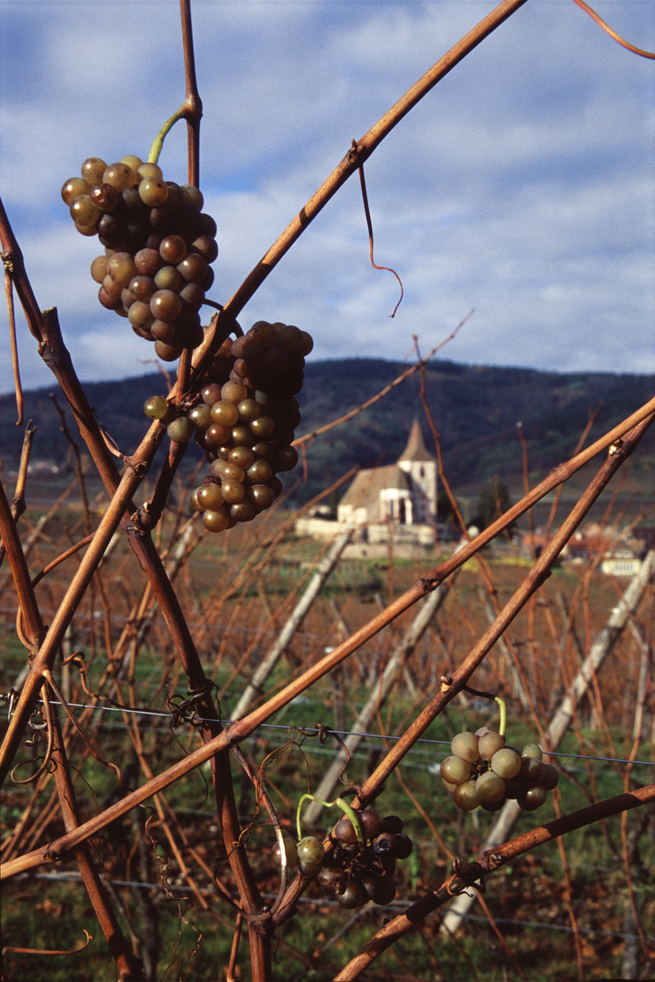 2009-03-zz01-4-weinberghunawihr-ak112409-1 Serie: Wein 4 - Weinberg Hunawihr (Foto: Andreas Kuhrt)