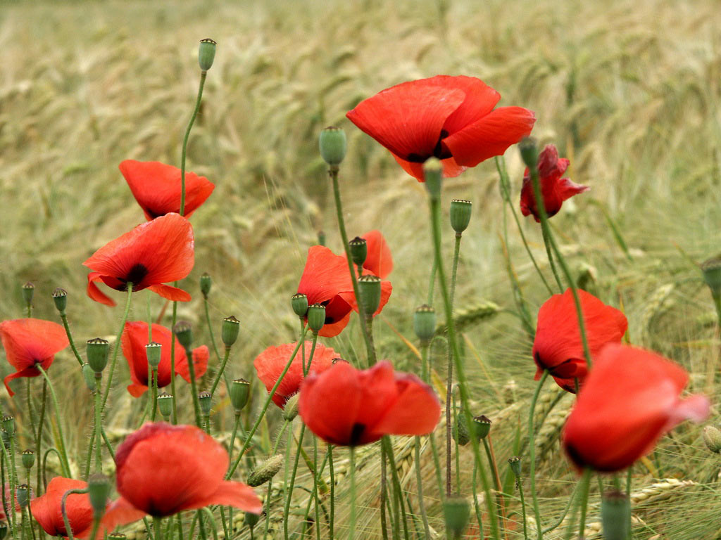 2009-04-01_peter-zastrow_16 (Foto: Peter Zastrow)