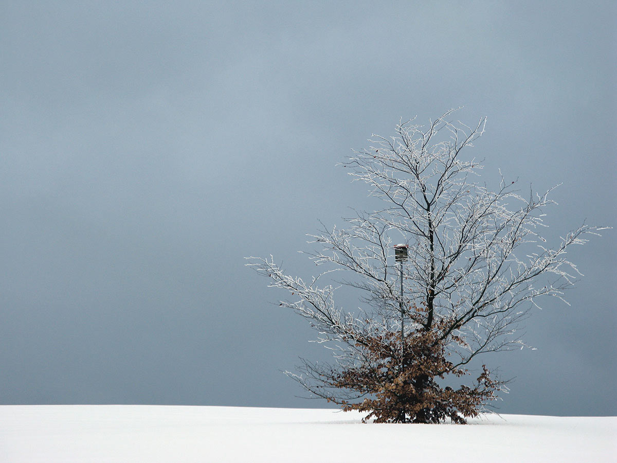 2009-04-zz05_1_A1_peter-schmidt_16 Serie: Bäume (Foto: Peter Maximilian Schmidt)