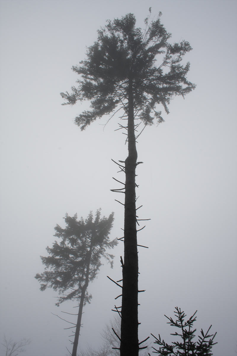 2009-04-zz05_2_A2_peter-schmidt_16 Serie: Bäume (Foto: Peter Maximilian Schmidt)