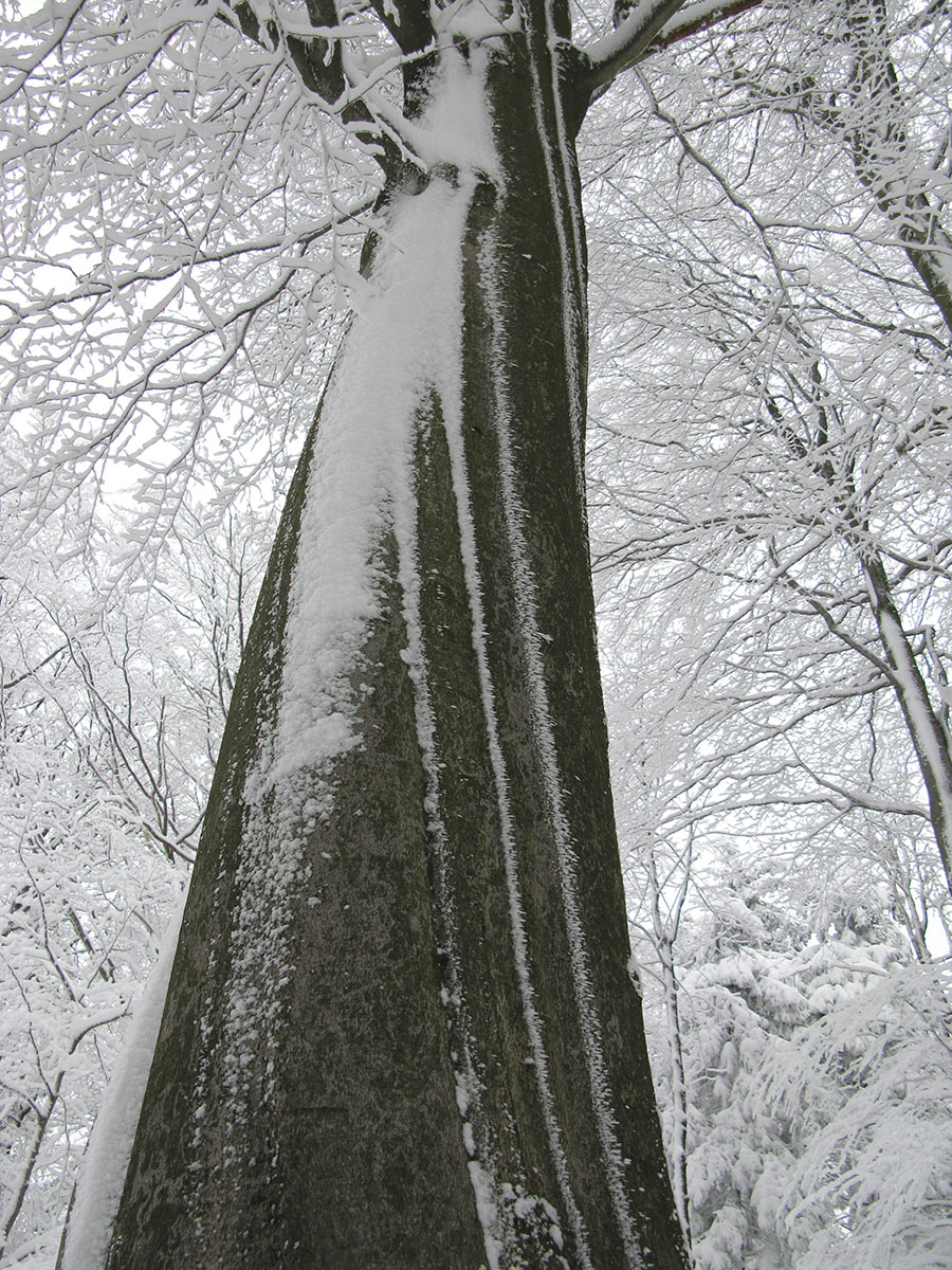 2009-04-zz05_3_A3_peter-schmidt_16 Serie: Bäume (Foto: Peter Maximilian Schmidt)