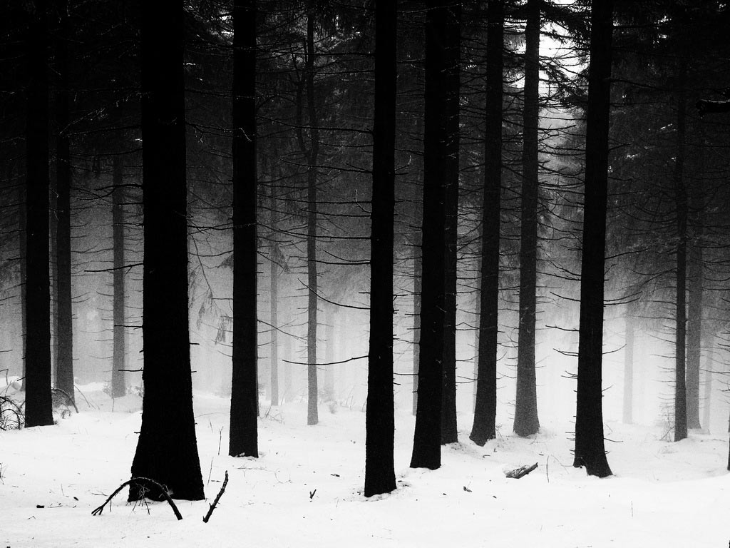 2009-04-zz06_1_S1_peter-zastrow_18 Serie: Wald (Foto: Peter Zastrow)