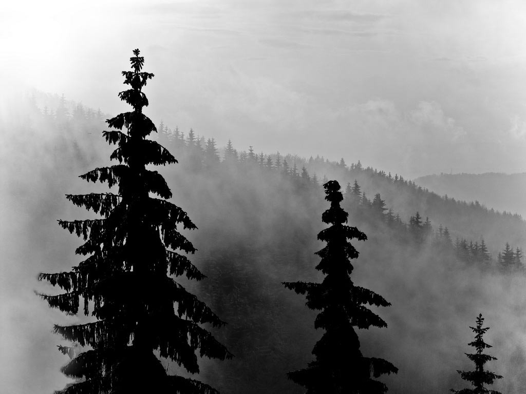 2009-04-zz06_2_S2_peter-zastrow_18 Serie: Wald (Foto: Peter Zastrow)