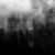 Serie: Wald (Foto: Peter Zastrow)