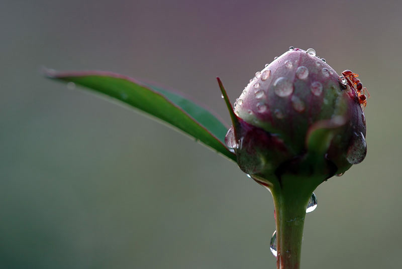 Ameisen (Foto: Michael Ritter)