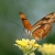 Schmetterling im EGA-Park (Foto: Michael Ritter)