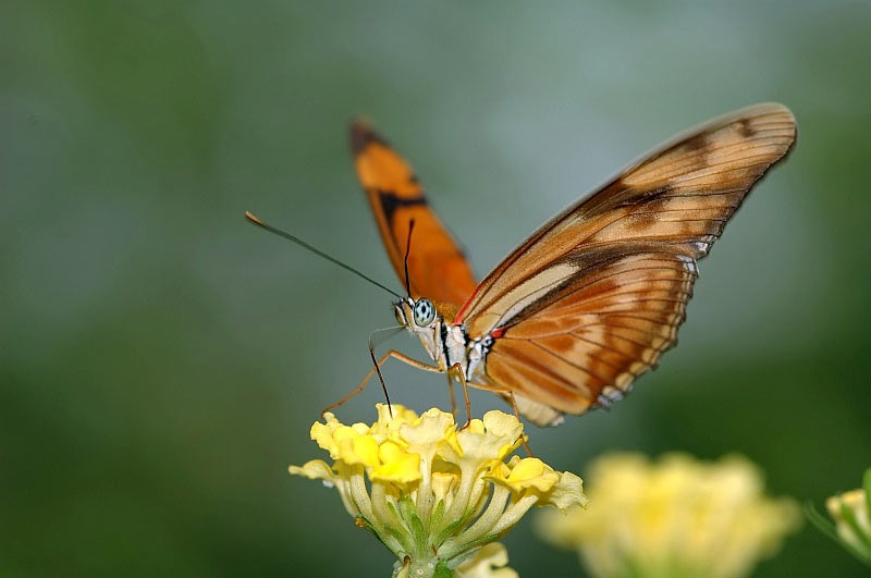 Schmetterling im EGA-Park (Foto: Michael Ritter)