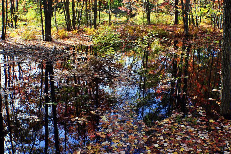 Farben im Herbst (Foto: Frank Hausdörfer)