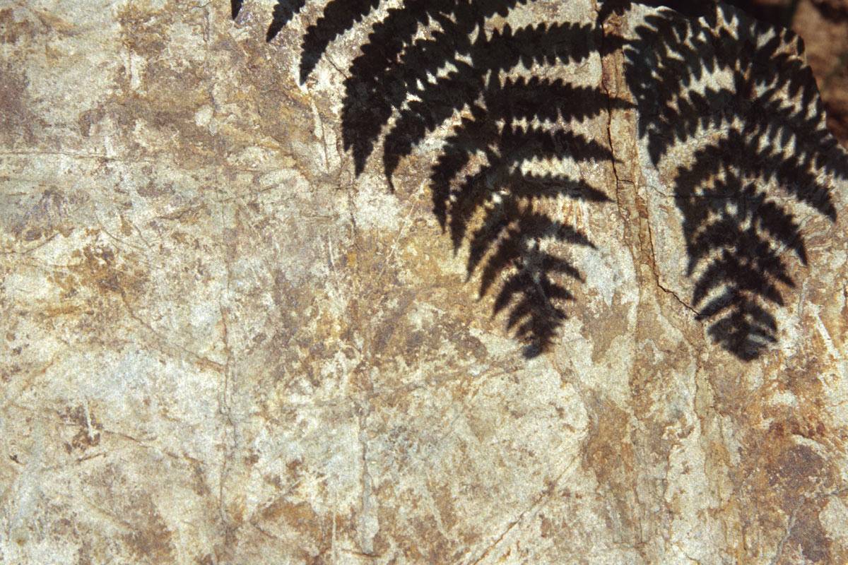 Versteinerter Schattenfarn (Foto: Andreas Kuhrt)