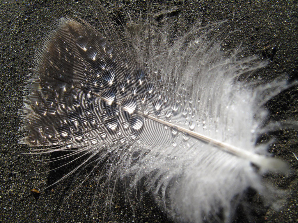 Feder (Foto: Manuela Hahnebach)