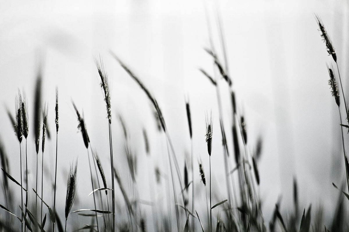 Korn (Foto: Karl-Heinz Richter)