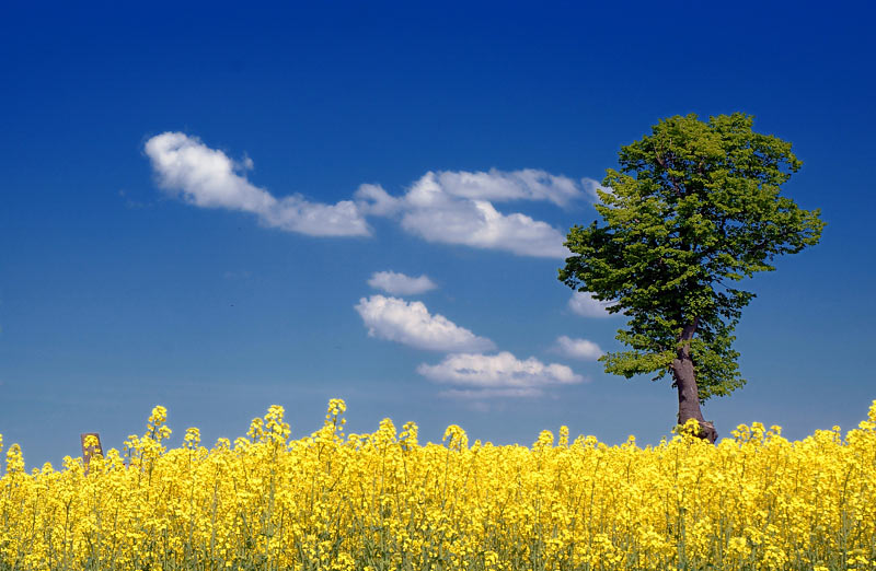 Rapsgelb & himmelblau (Foto: Michael Ritter)