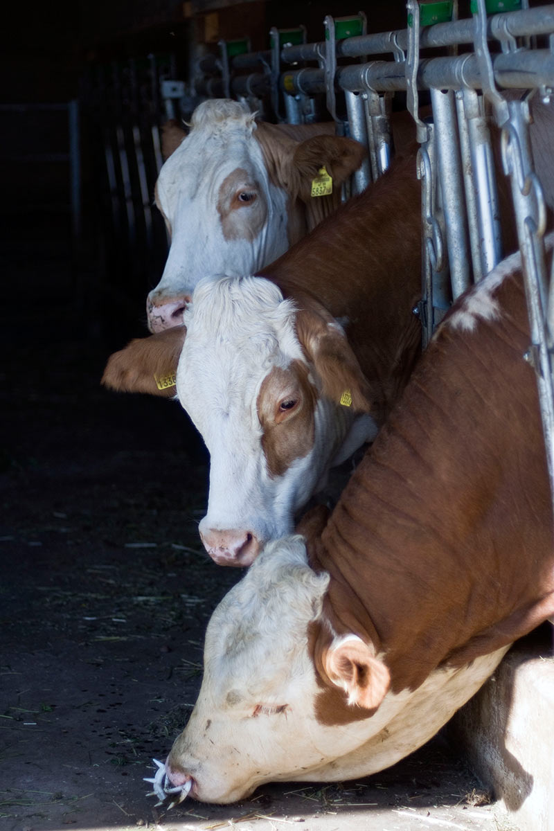 Trio (Foto: Karl-Heinz Richter)