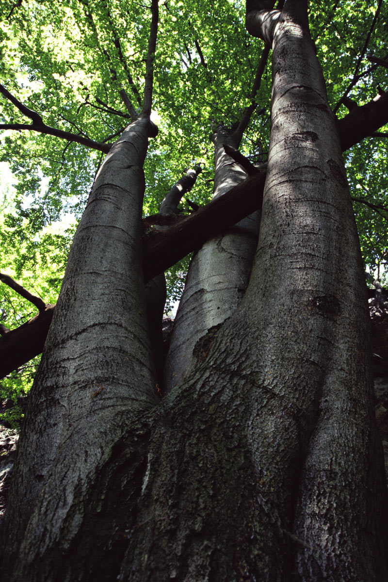 Riese (Foto: Andreas Kuhrt)