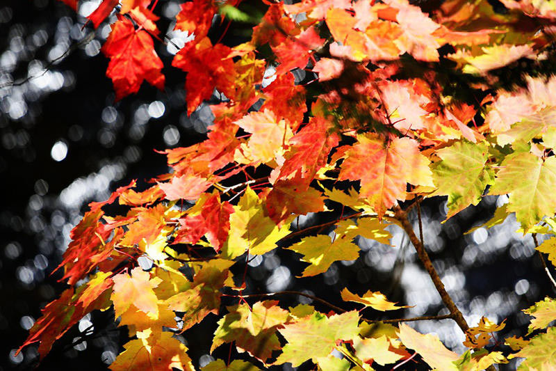Serie: Herbstlaub (Foto: Frank Hausdörfer)