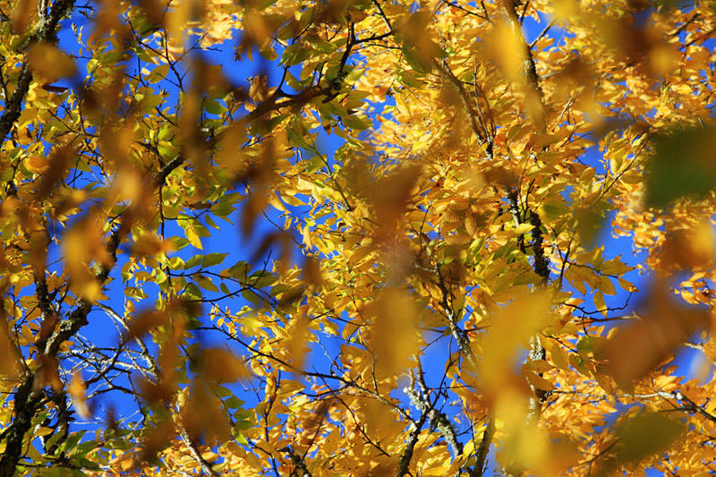 Serie: Herbstlaub (Foto: Frank Hausdörfer)