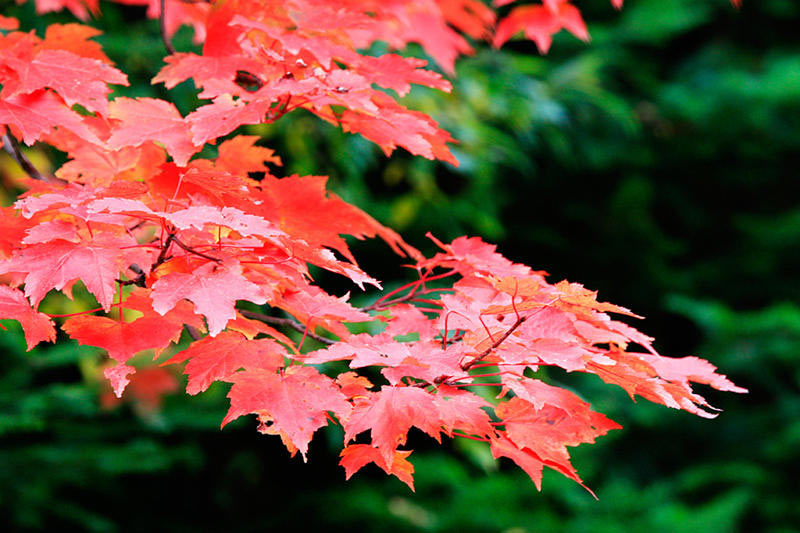 Serie: Herbstlaub (Foto: Frank Hausdörfer)