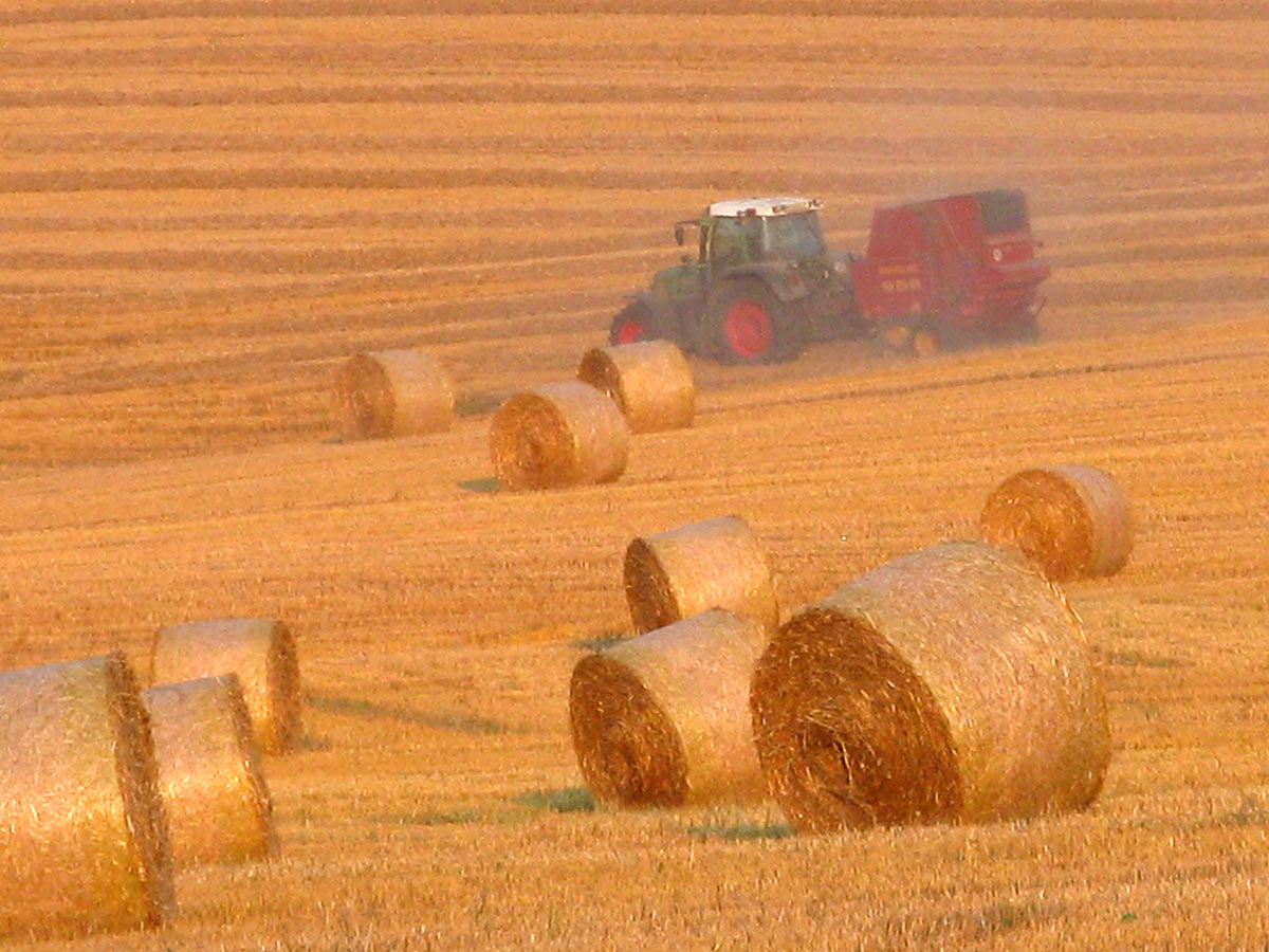 Serie: Ernte (Foto: Peter Maximilian Schmidt)