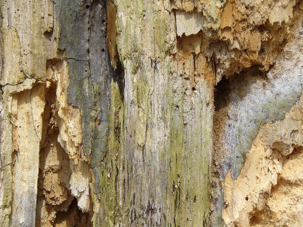 Baum (Foto: Carolin Fritz)