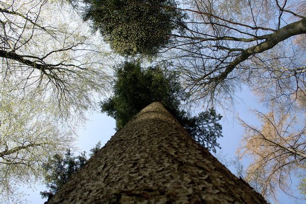 Blatt oder Nadel (Foto: Peter Maximilian Schmidt)